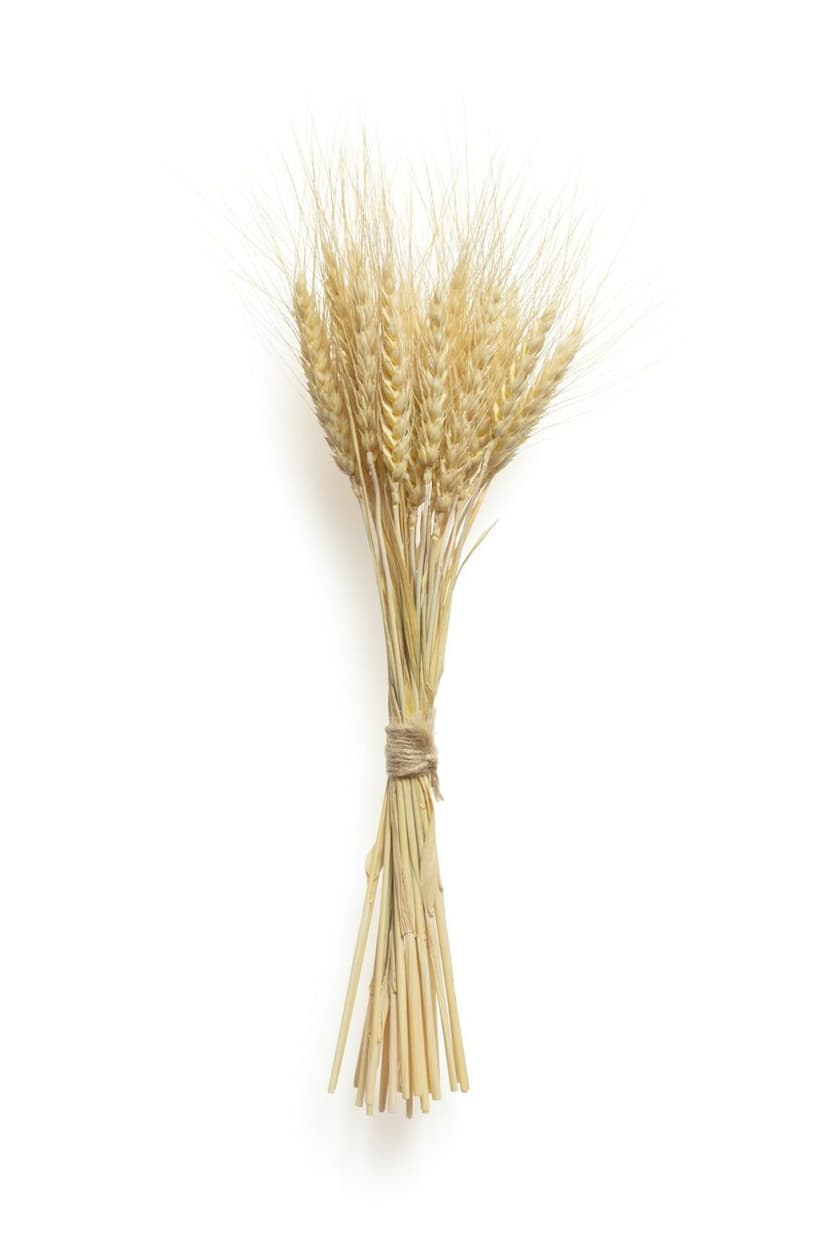 Buğday başakları (temsili görsel)