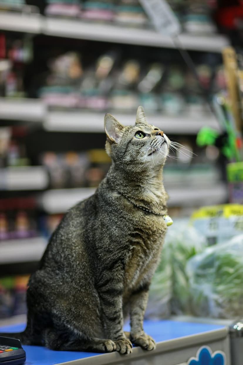 Mağazada bir kedi dostumuz (temsili görsel)