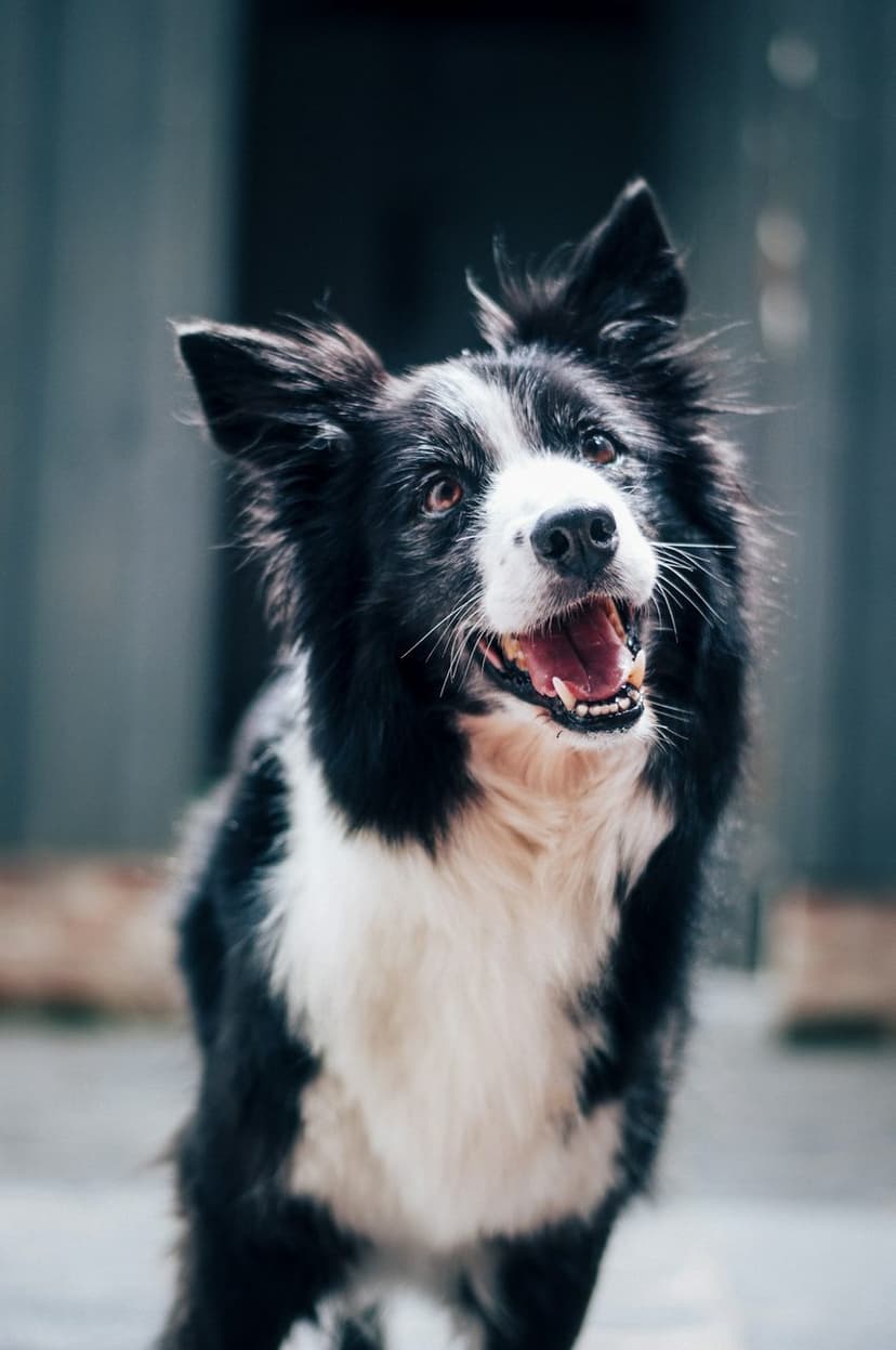 Bakımlı ve neşeli bir köpek (temsili görsel)