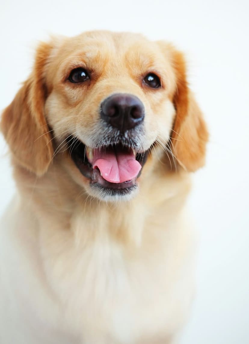 Sağlıklı ve mutlu bir dost (temsili görsel)