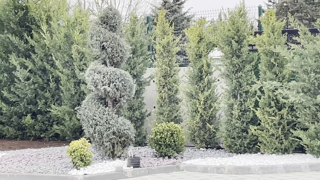 Şekil verilmiş süs bitkileri ve peyzaj düzenlemesi