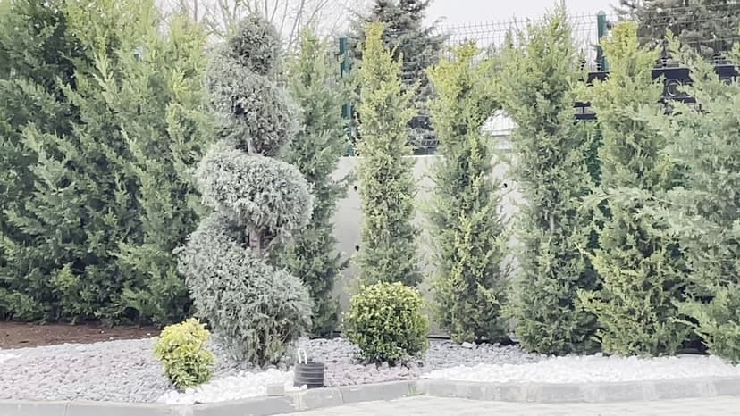 Şekil verilmiş süs bitkileri ve peyzaj düzenlemesi