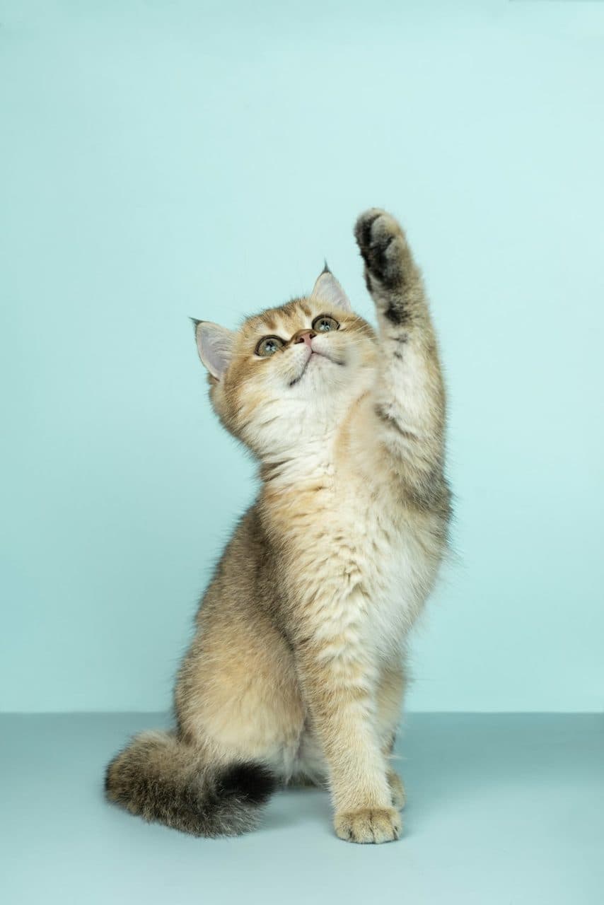 Kedi bakım ürünleri (temsili görsel)