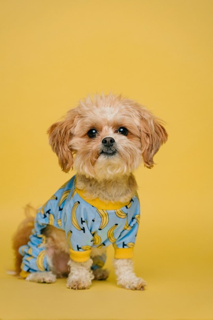 Köpek ürünleri ve aksesuarları (temsili görsel)