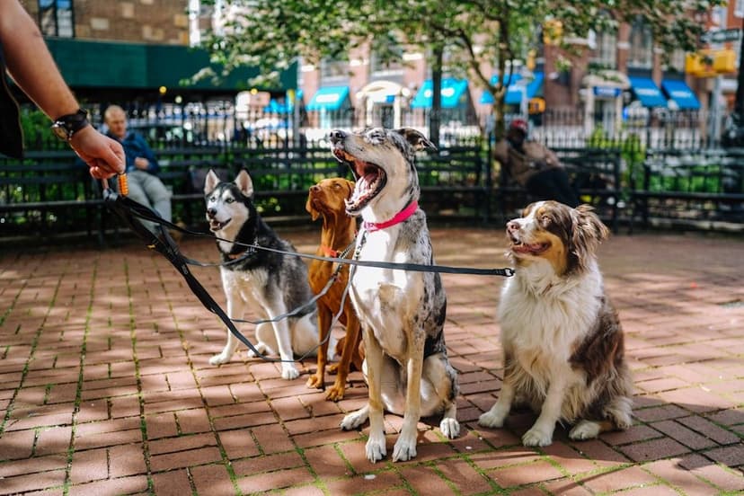 Köpek tasma ve gezdirme ürünleri (temsili görsel)