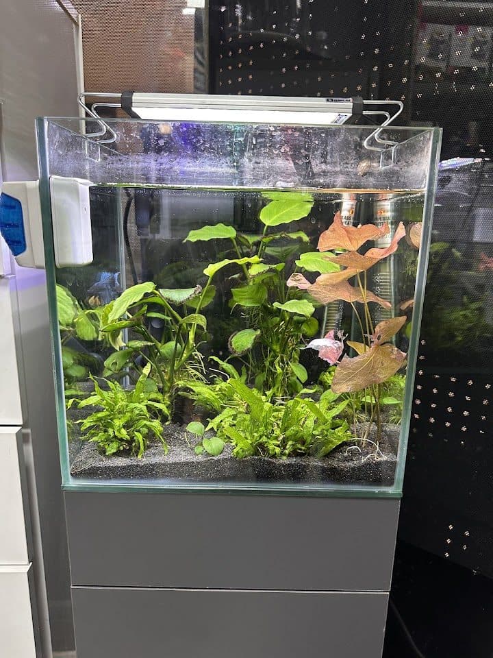 Bitkili akvaryum düzenlemesi — Diloşum Petshop