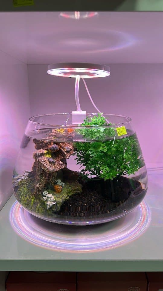 Aydınlatmalı mini akvaryum düzenlemesi