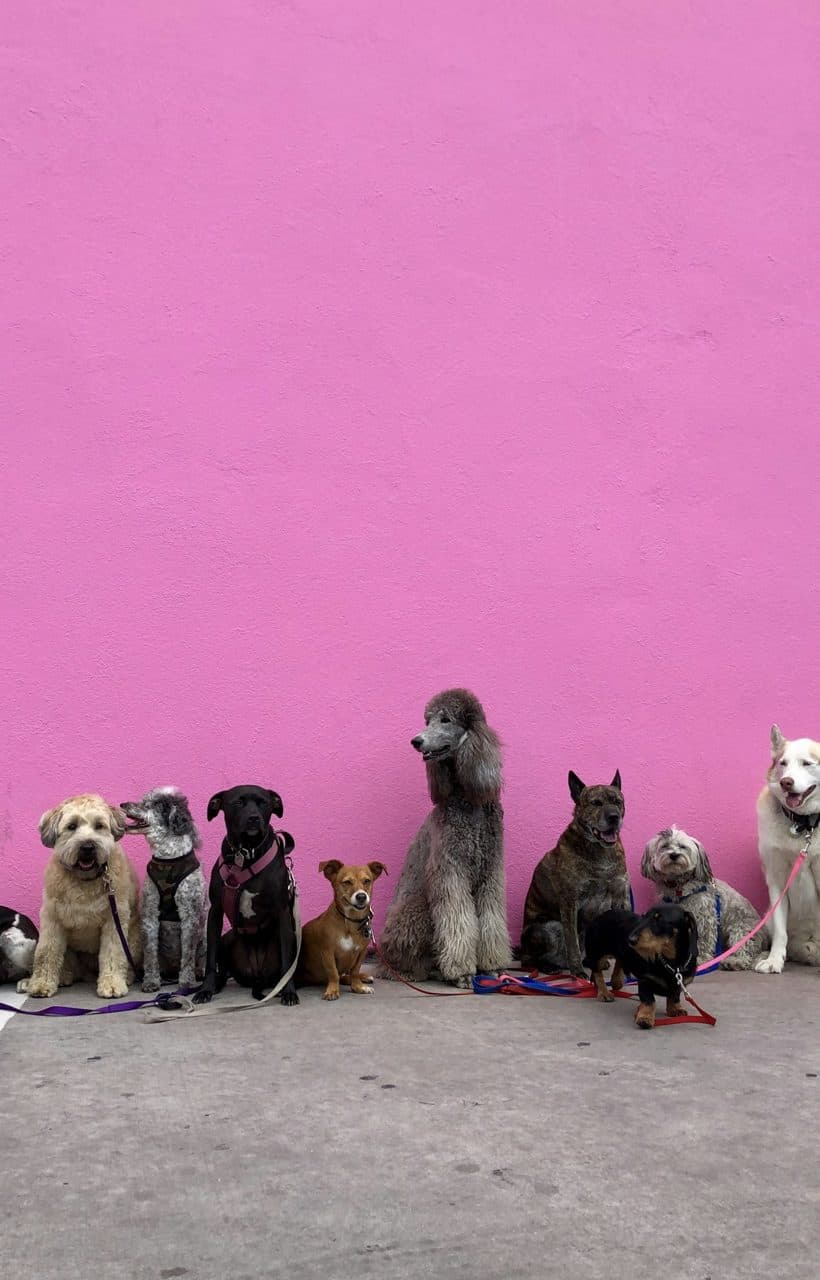 Bakım altındaki köpekler (temsili görsel)