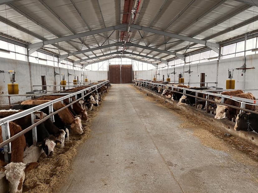 Modern ahırda beslenen büyükbaş hayvanlar — Doğan Besi Çiftliği