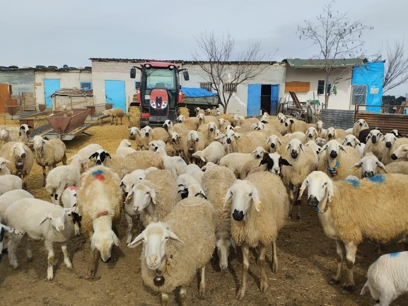 Çiftlik avlusunda küçükbaş sürüsü