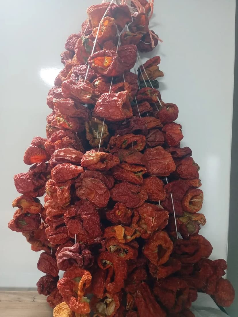 Güneşte kurutulmuş dizi domates