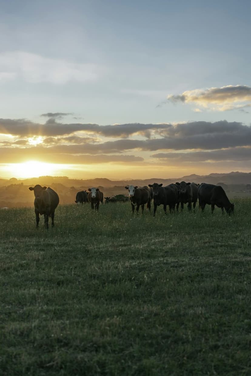 Meradaki sığırlar (temsili görsel)