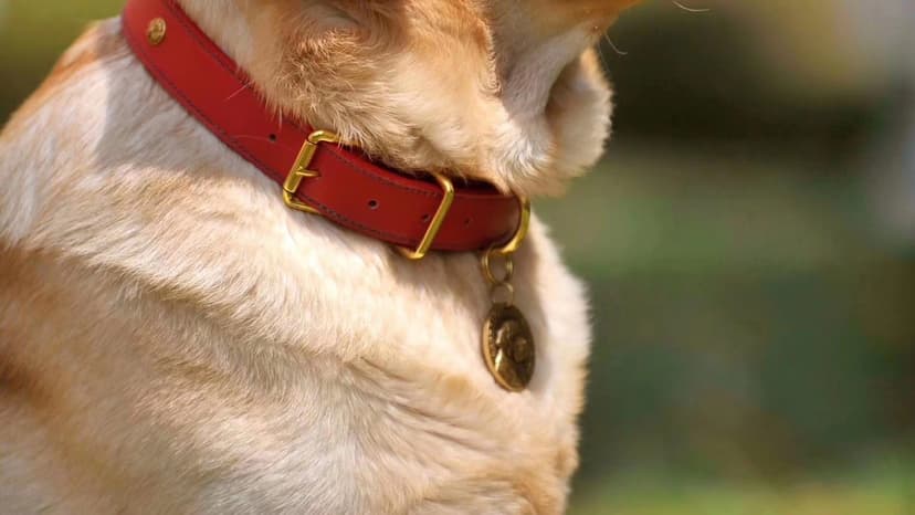 Köpek tasması yakın çekim (temsili görsel)