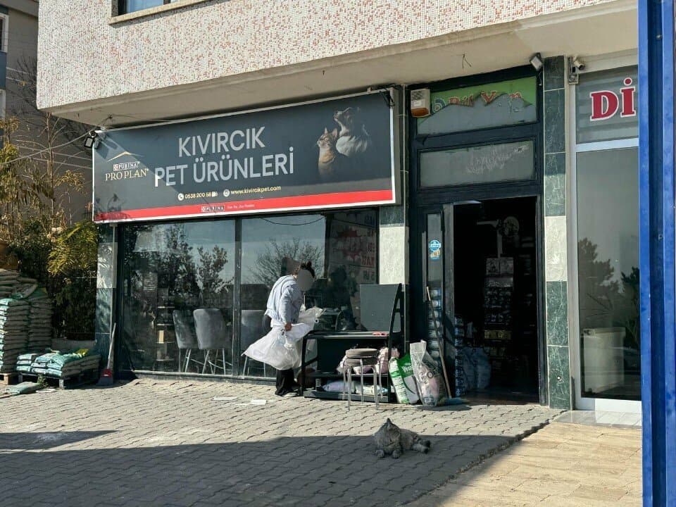 Web (geçici)