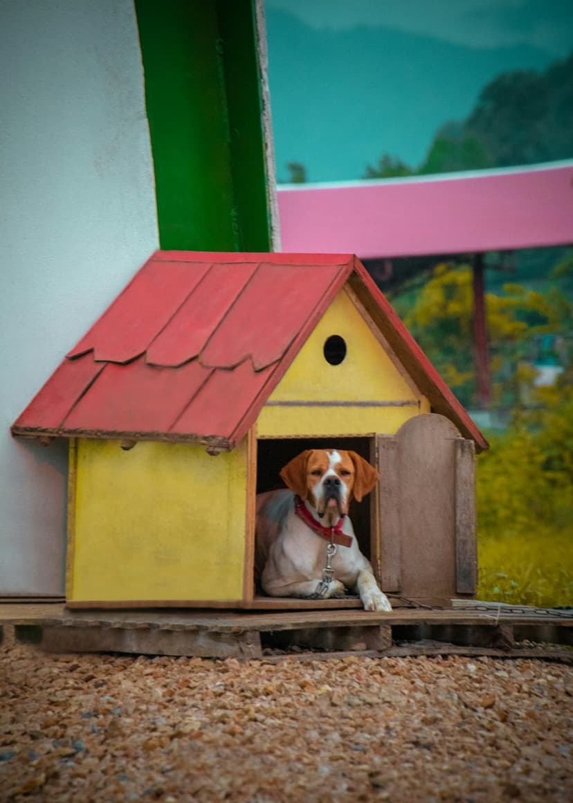 Ahşap köpek kulübesi (temsili görsel)