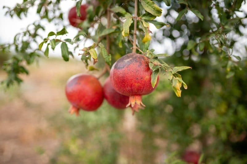 Hatay bahçelerinden nar (temsili görsel)