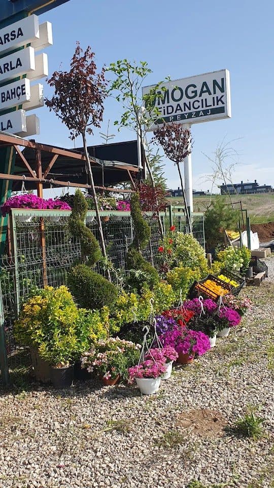 Mogan Fidancılık tabelası ve dış teşhir alanı