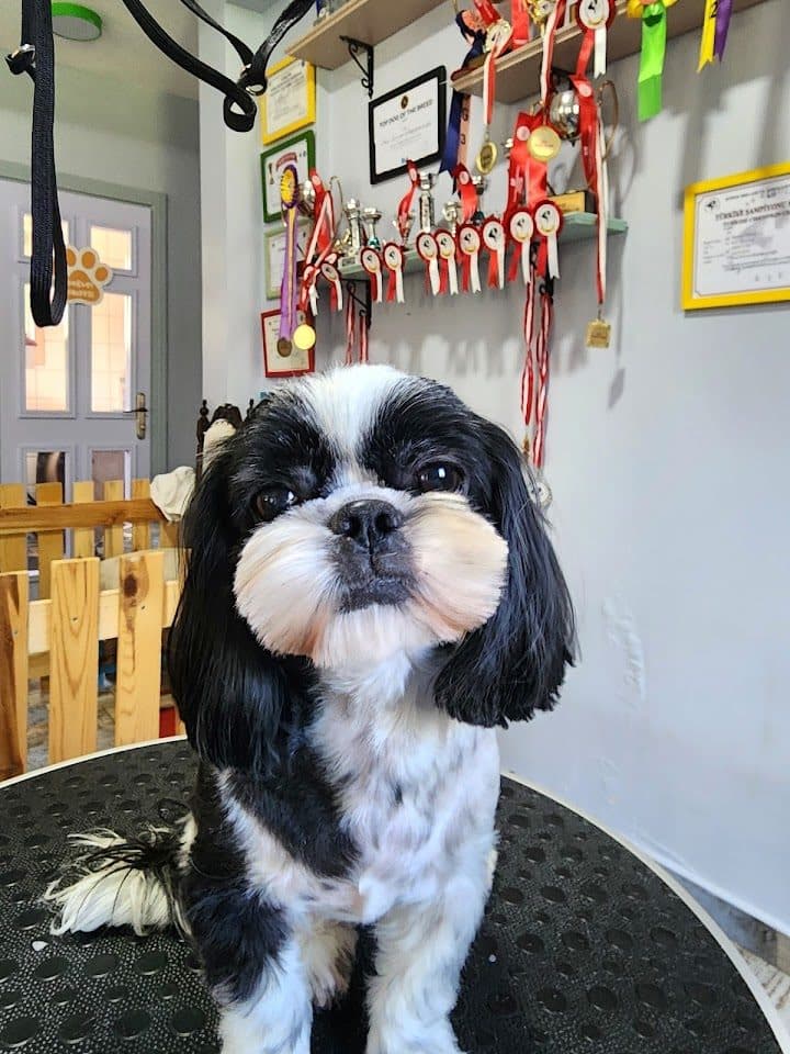 Bakımı yapılmış Shih Tzu — Sihirli Makas kuaför masasında