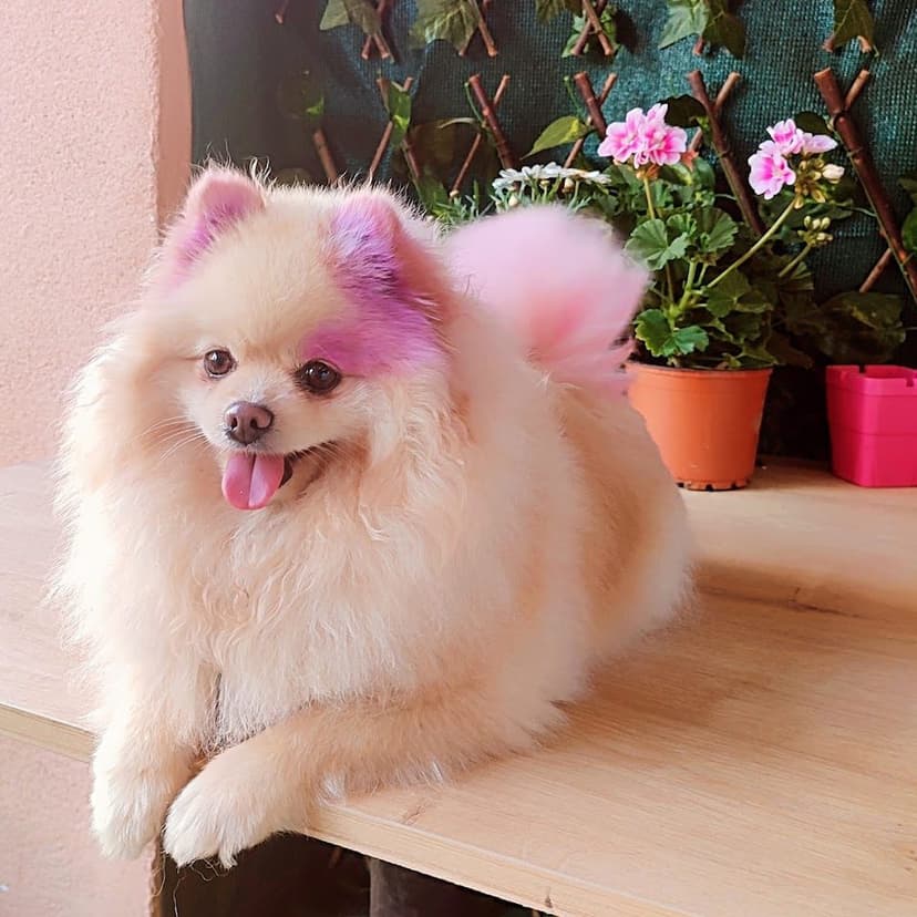 Renkli kulaklarıyla bakımlı Pomeranian