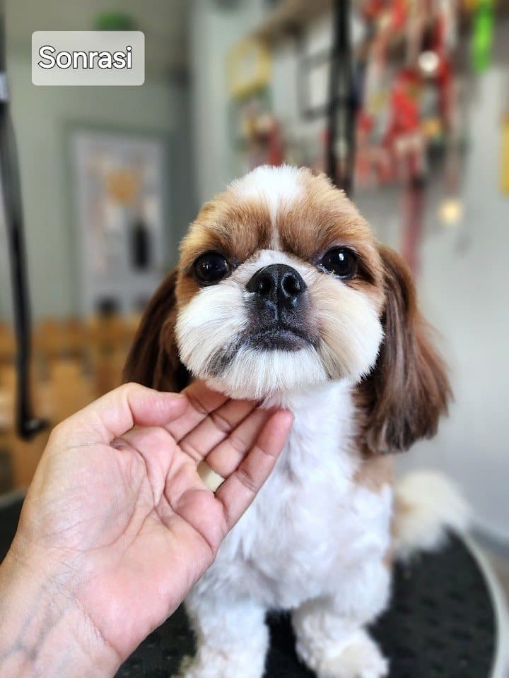 Bakım sonrası mutlu Shih Tzu