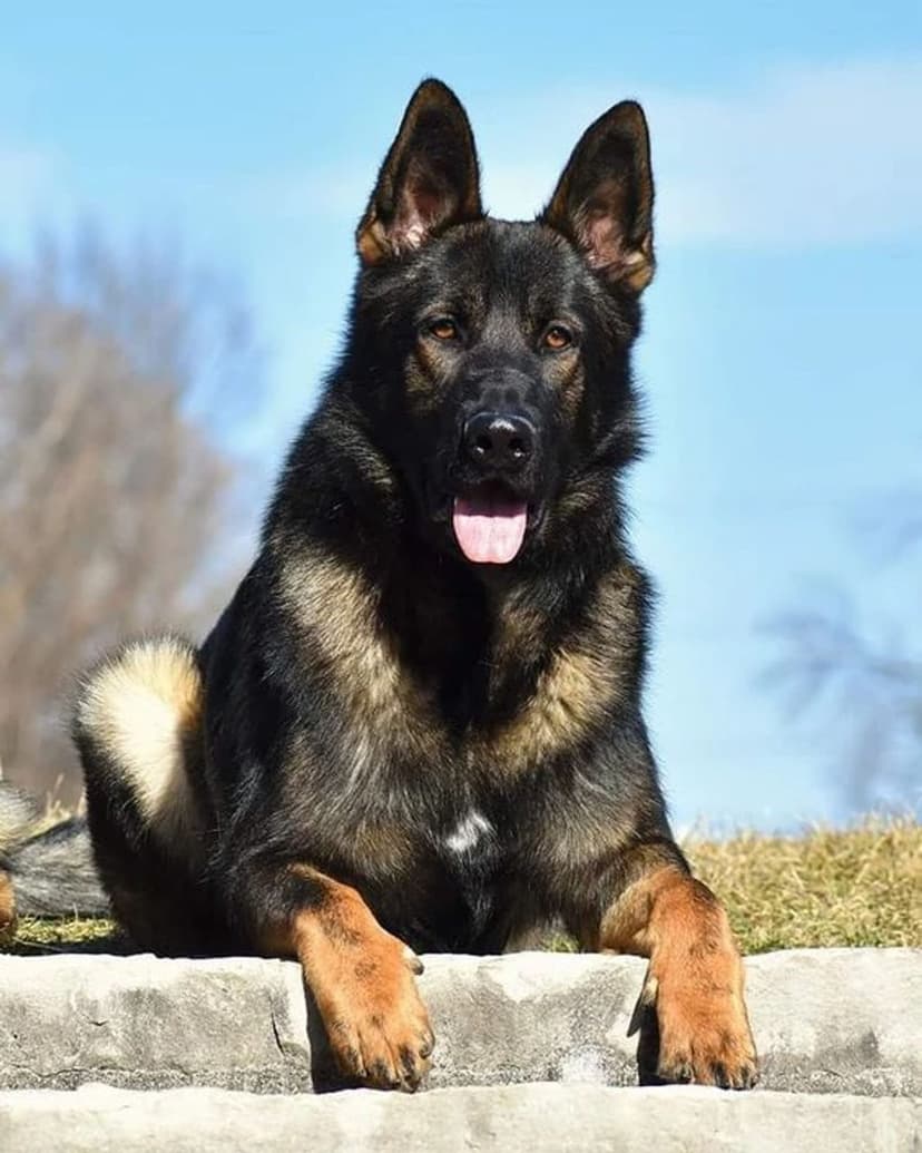 Eğitimli görev köpeği — Alman Kurdu