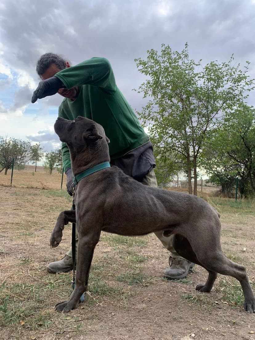 Açık alanda köpek eğitim seansı