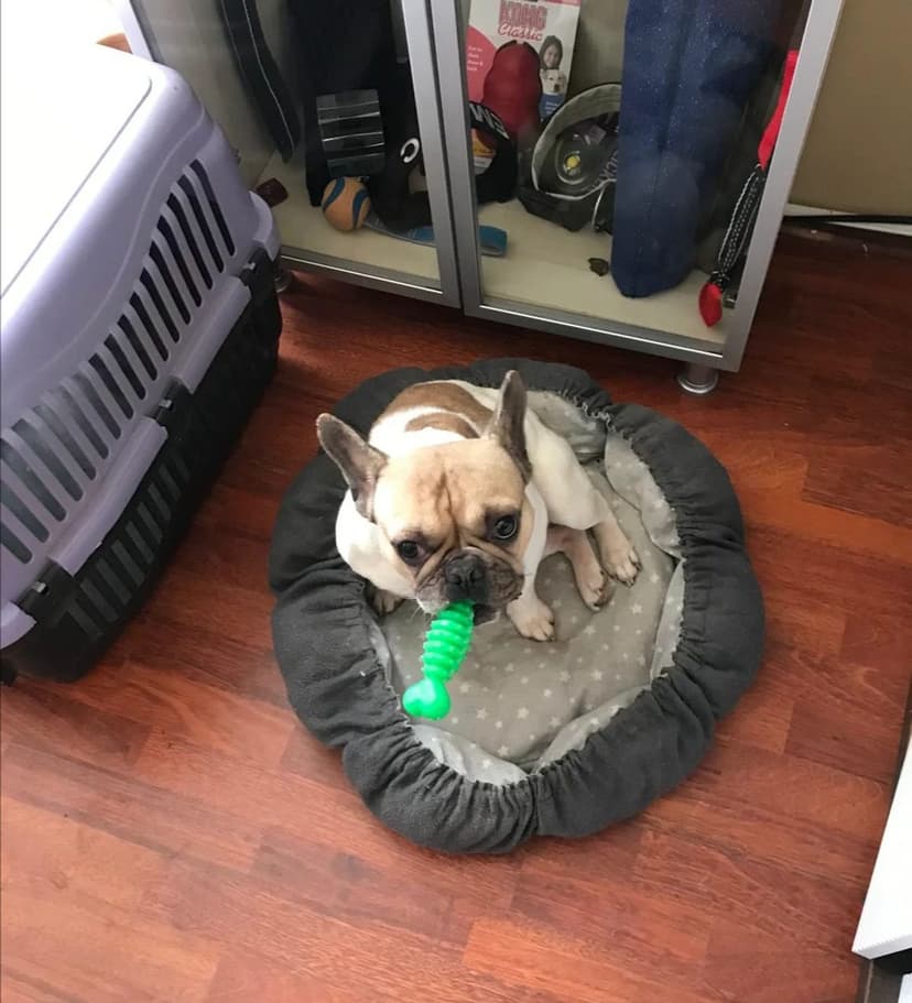 Köpek oteli konaklama alanı