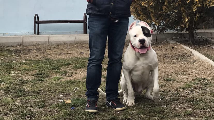 Eğitmen ve köpek çalışması
