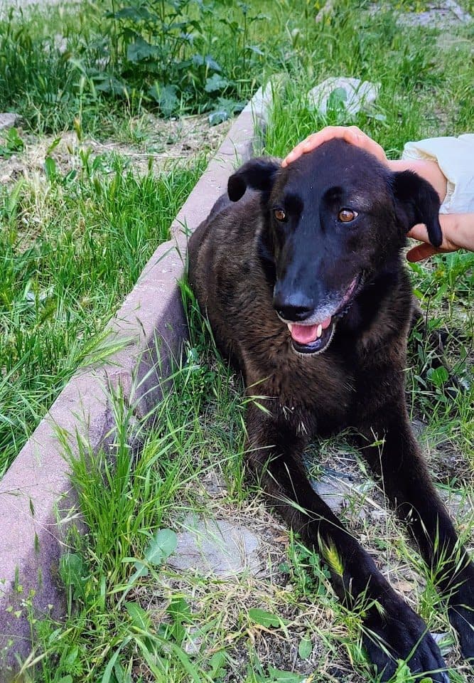 Çim alanda dinlenen köpek