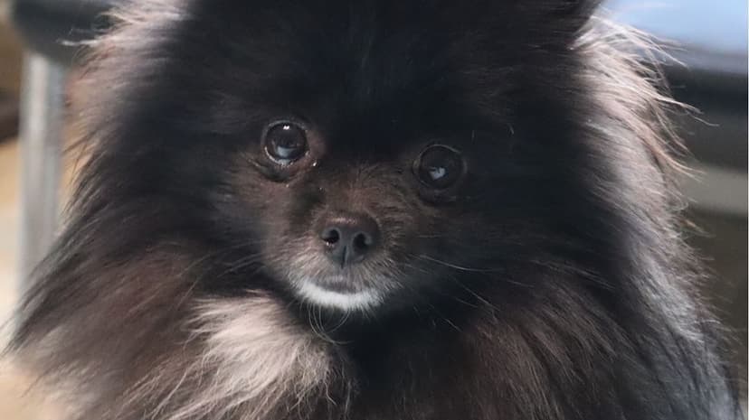 Pomeranian misafirimiz