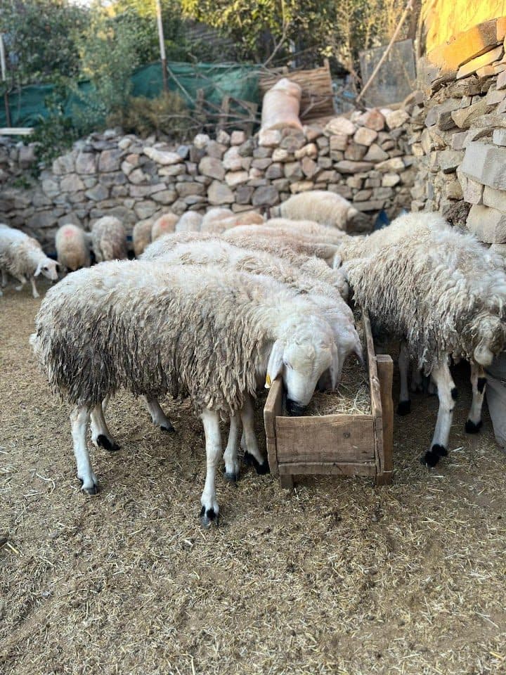 Adaklık ve kurbanlık küçükbaş hayvanlar