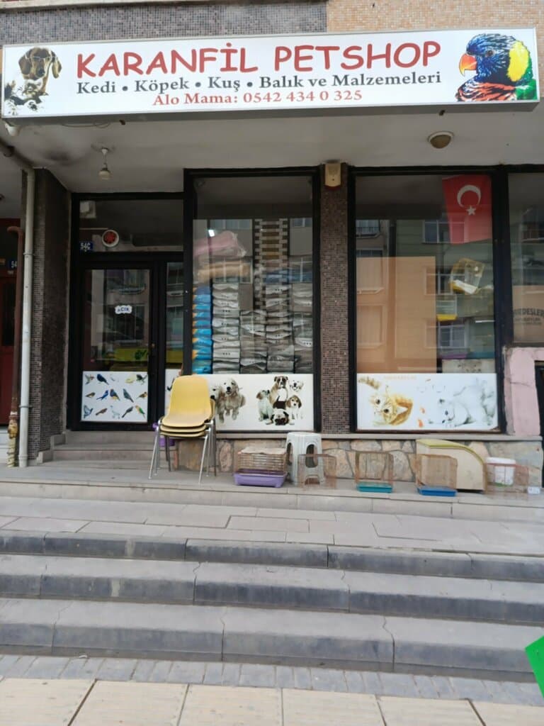 Web (geçici)