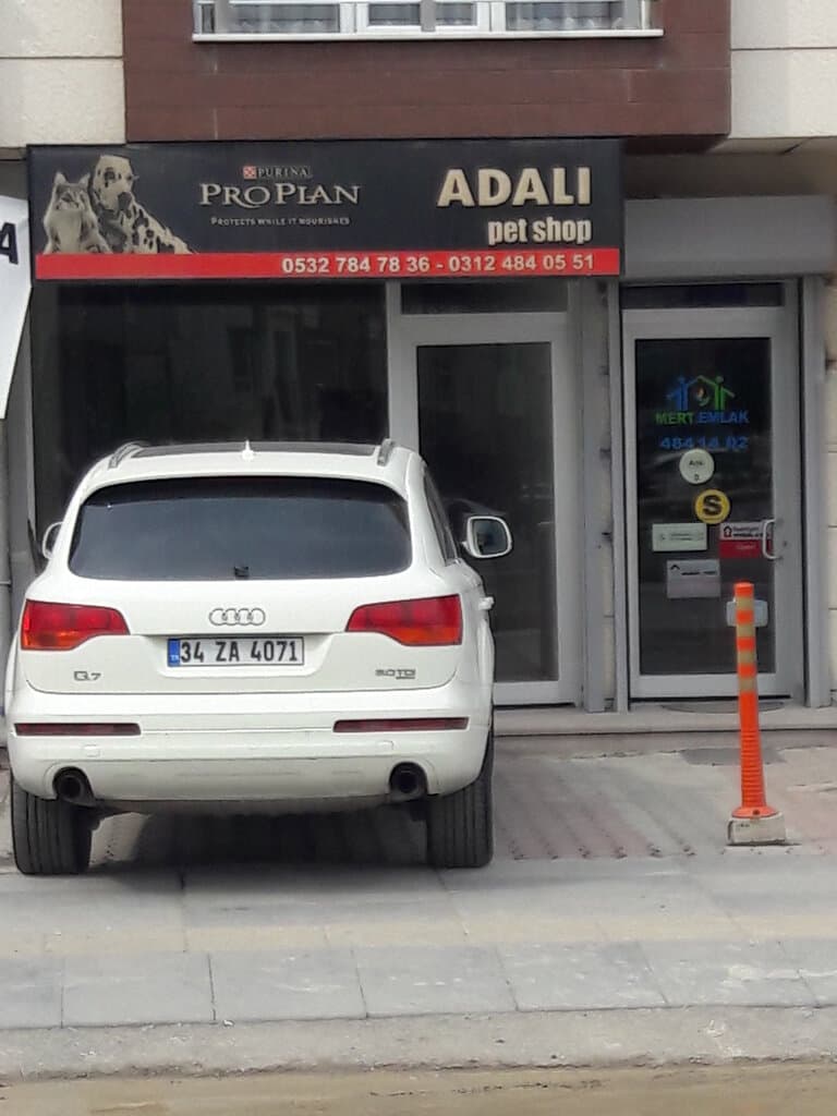 Web (geçici)