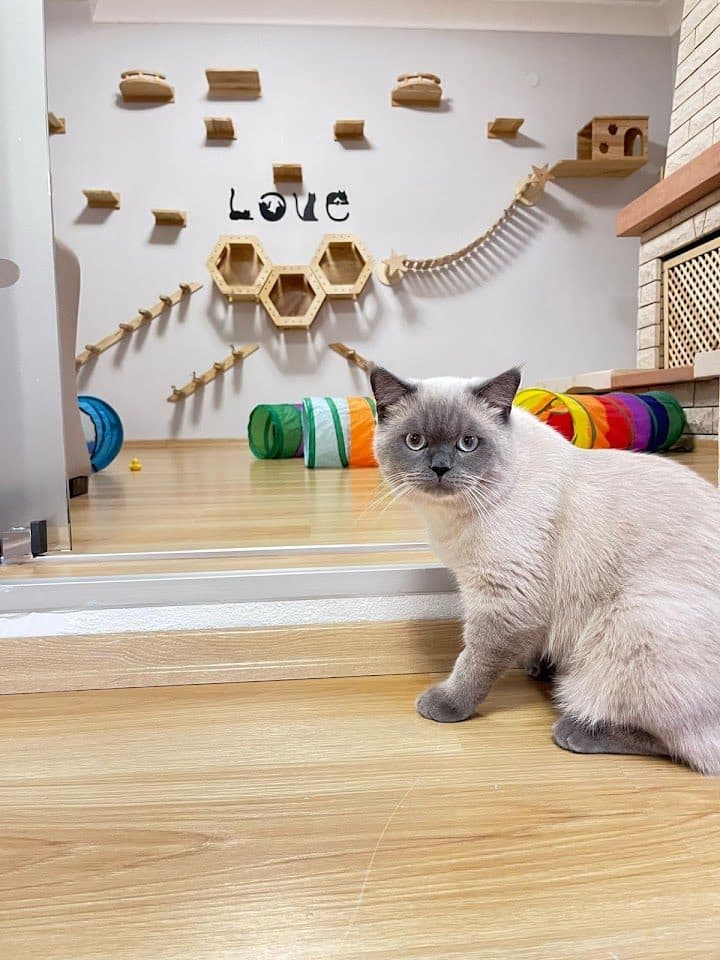Kedi tırmanma rafları ve oyun tünelleriyle ferah konaklama odası