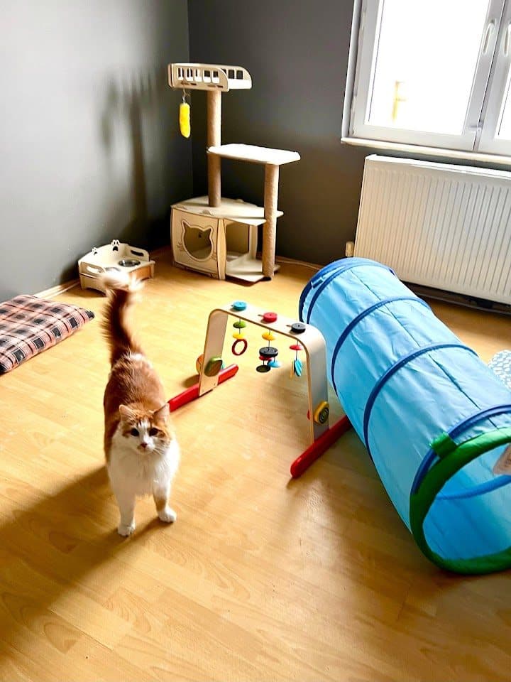 Oyun odasında tüneller ve tırmanma alanıyla vakit geçiren kedi