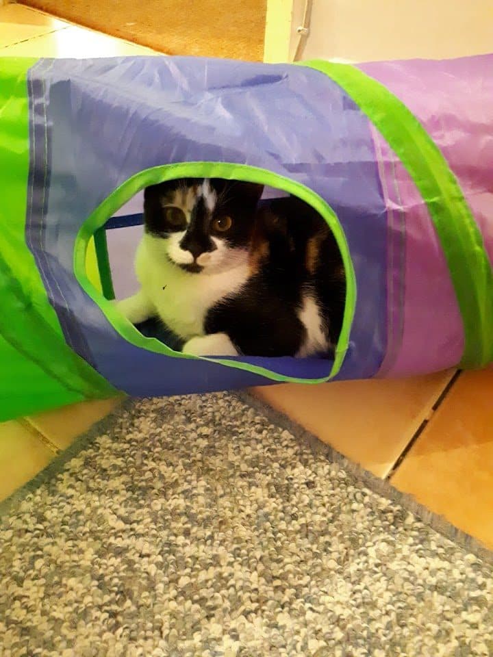 Oyun tüneli içinde keyifli bir kedi