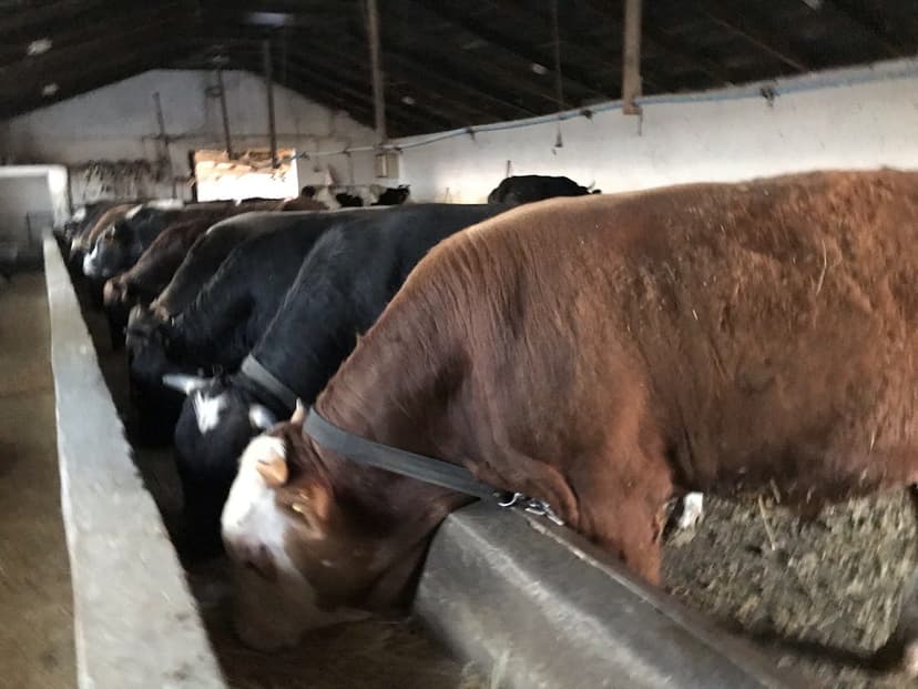 Ahırda beslenen büyükbaş besi hayvanları