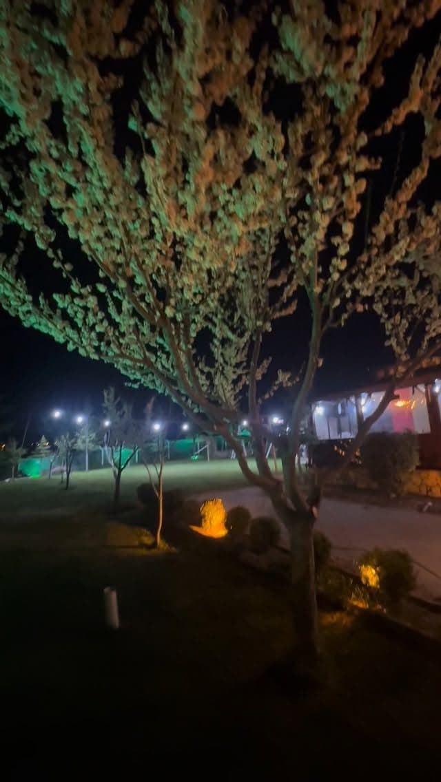 Ağaçların ışıklandırıldığı akşam bahçe atmosferi