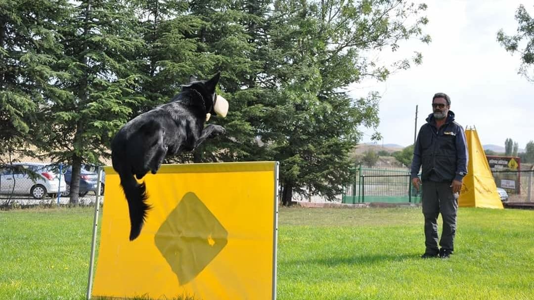 Agility eğitimi — engel atlama çalışması