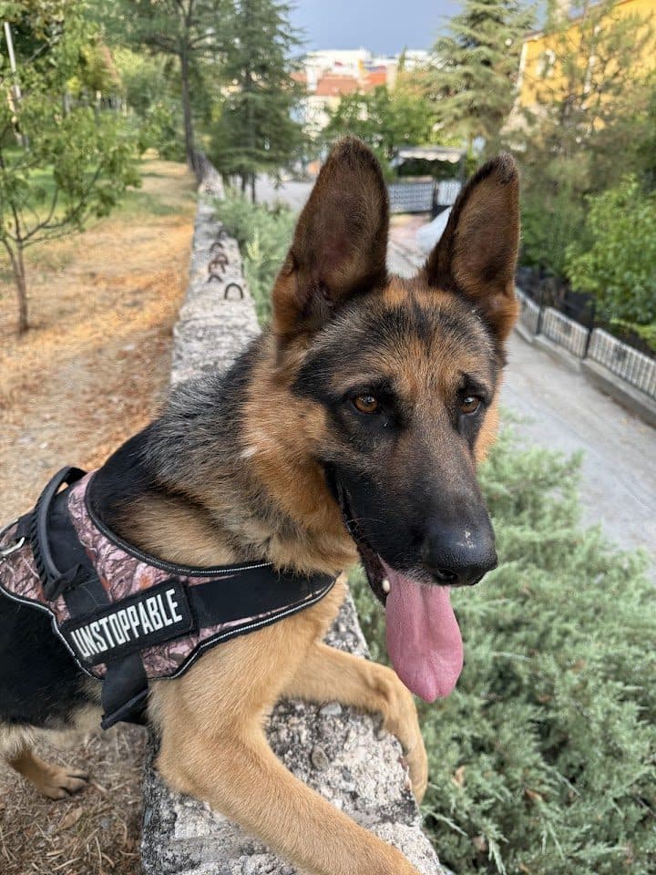 Eğitimli Alman kurdu (çalışan köpek)