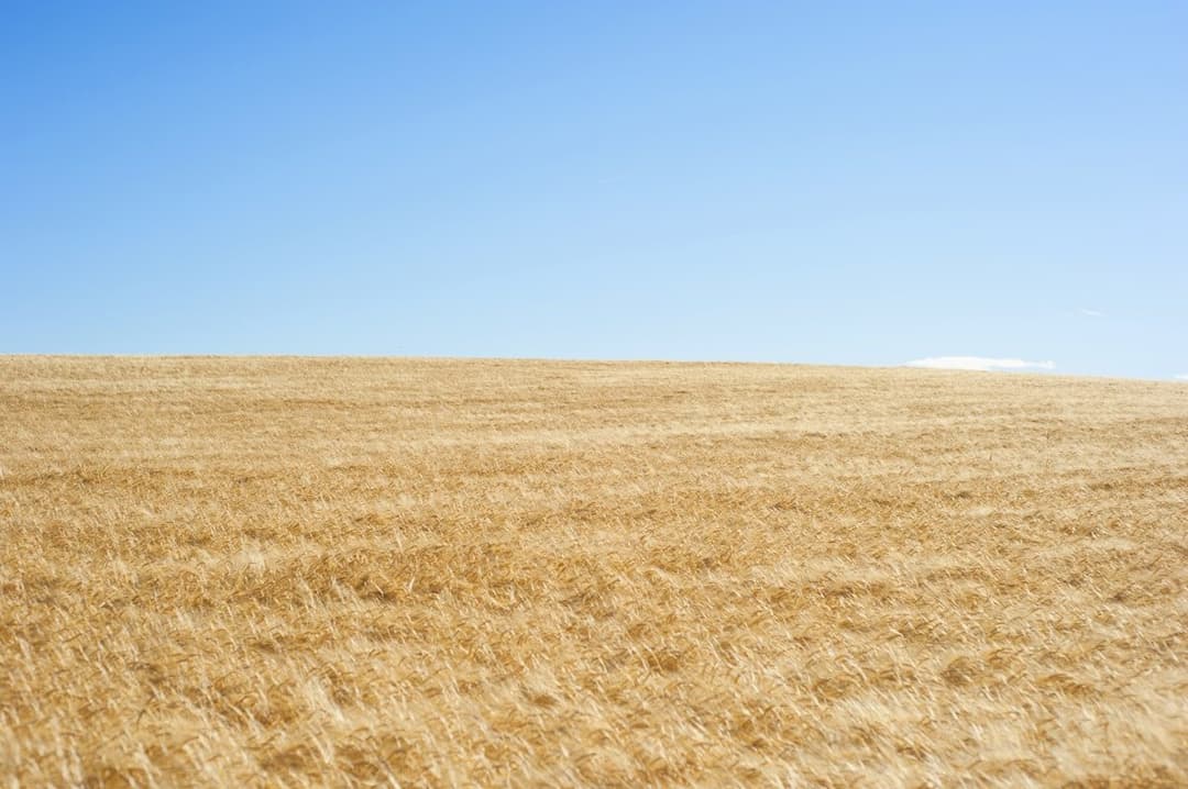 Yatırımlık geniş tarla (temsili görsel)